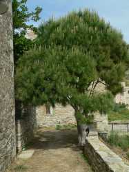 Vathia
